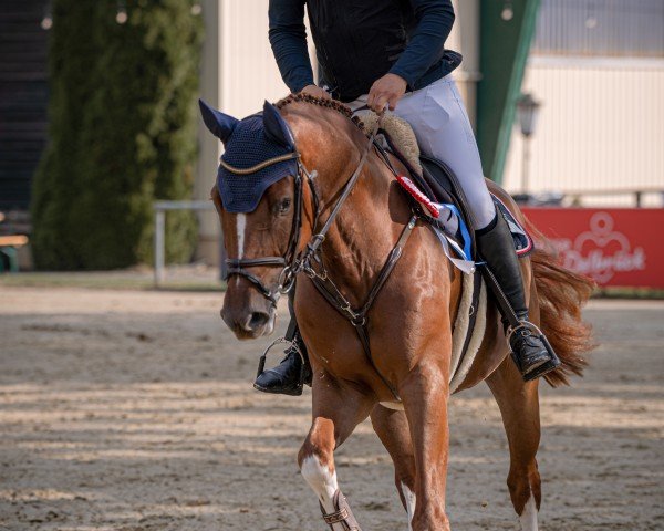 Springpferd Easy-Peasy S (Westfale, 2020, von Emerald van 't Ruytershof)