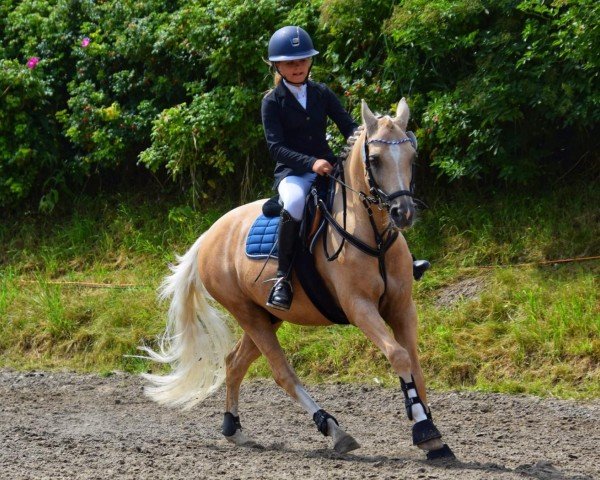 dressage horse Gold of Capri (German Riding Pony, 2006, from FS Golden Highlight)