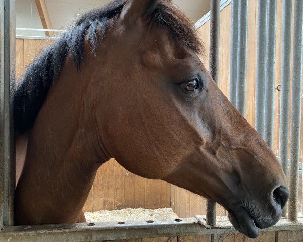 jumper Gringo Z (Zangersheide riding horse, 2012)