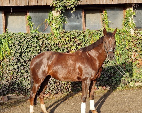 dressage horse Golden Chocolate 3 (Bavarian, 2011, from Bordeaux 28)