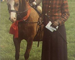 Pferd Wian Top Of The Pops (Welsh Mountain Pony (Sek.A), 2000, von Glenwood Siarl)