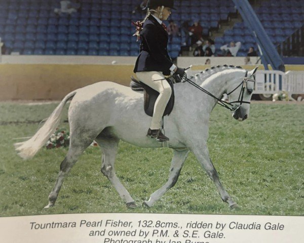 Pferd Tountmara Pearl Fisher (Welsh Partbred, 1999, von Mynach Arion)