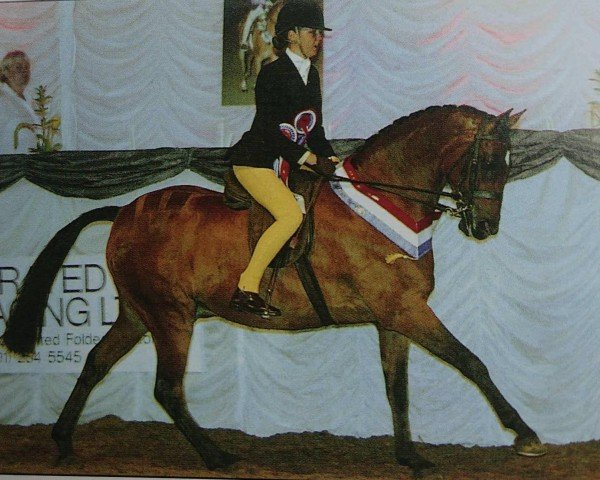 Pferd Yealand Chapter (British Riding Pony, 1995, von Botingelle Swan Song)