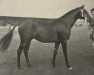 stallion Solarden (British Riding Pony, 1957, from Ardencaple xx)