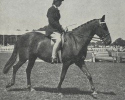 broodmare Sunsilk (Pony without race description,  , from Downland Freeman)