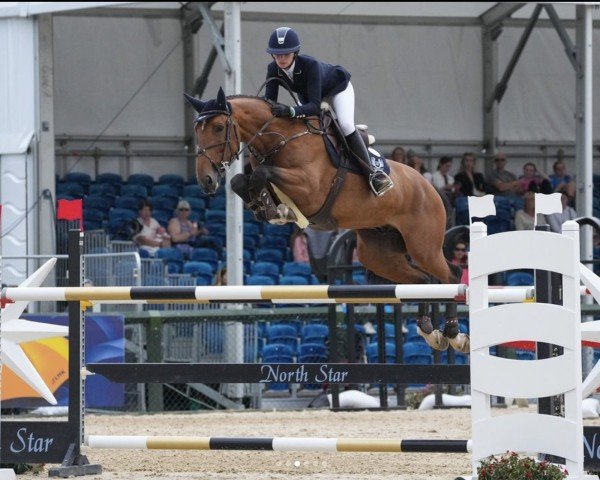 Springpferd Roger de Mariposa (Belgisches Warmblut, 2017, von Vagabond de la Pomme)