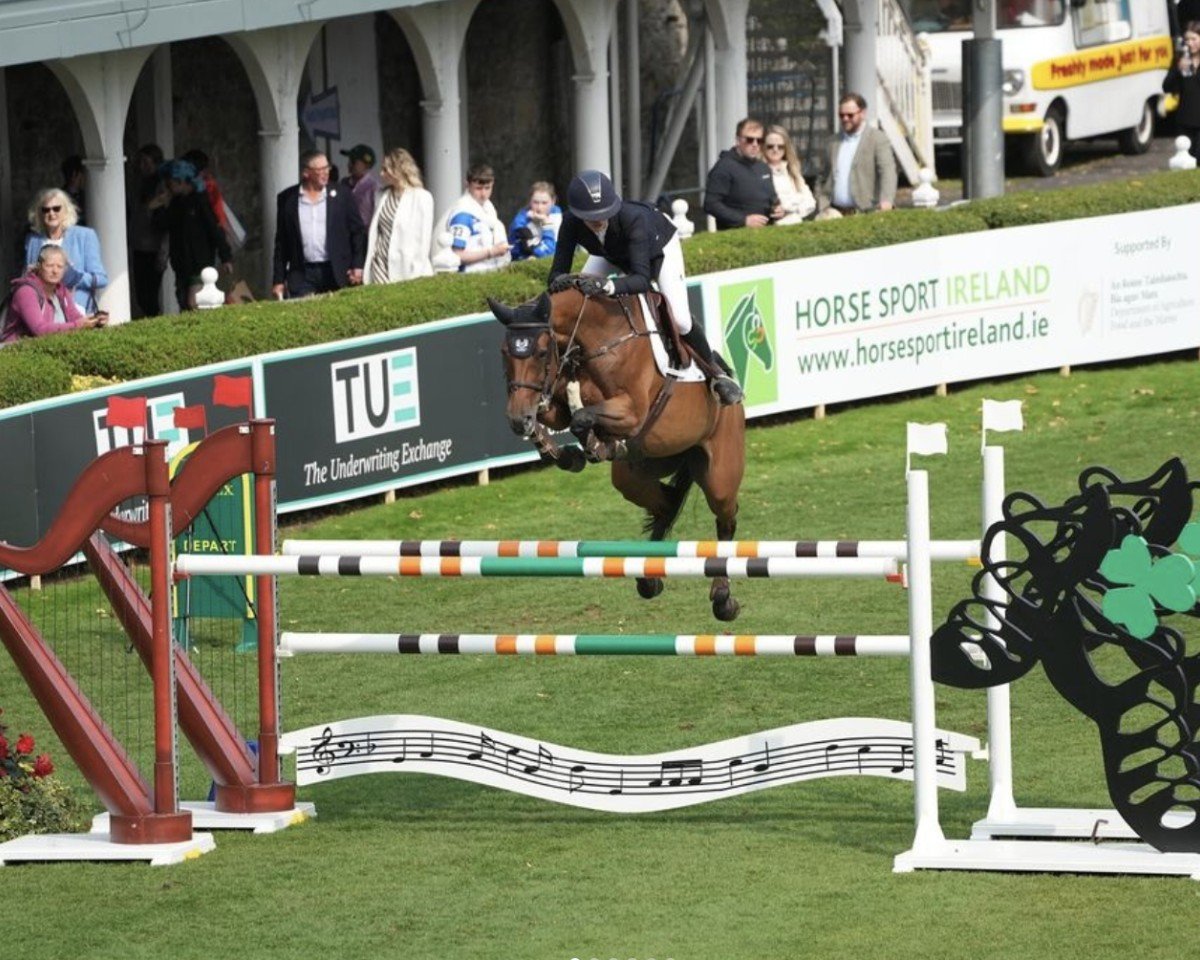 jumper Lovely Stassi PS (Oldenburg show jumper, 2016, from London)