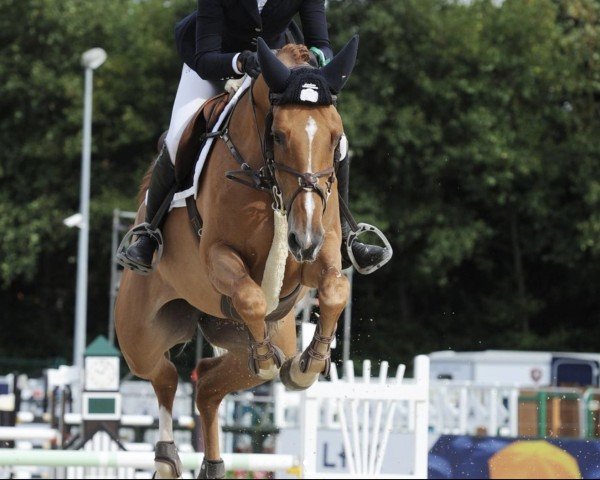 Springpferd Touchable Wh (Belgisches Warmblut, 2019, von Untouchable)