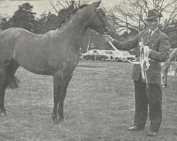 stallion Silver Spray (Welsh Partbred, 1956, from The Admiral xx)