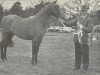 Deckhengst Silver Spray (Welsh Partbred, 1956, von The Admiral xx)