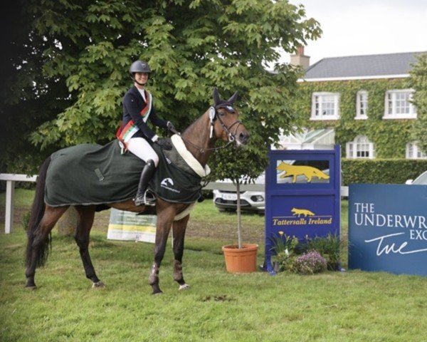 broodmare Miss Paris (Oldenburg show jumper, 2014, from HH Messenger)