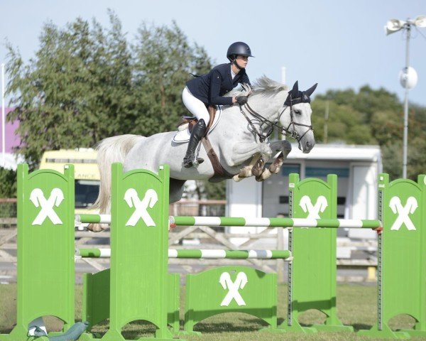 Springpferd Kallista de Baudignies (Belgium Sporthorse, 2016, von Greco Sitte)