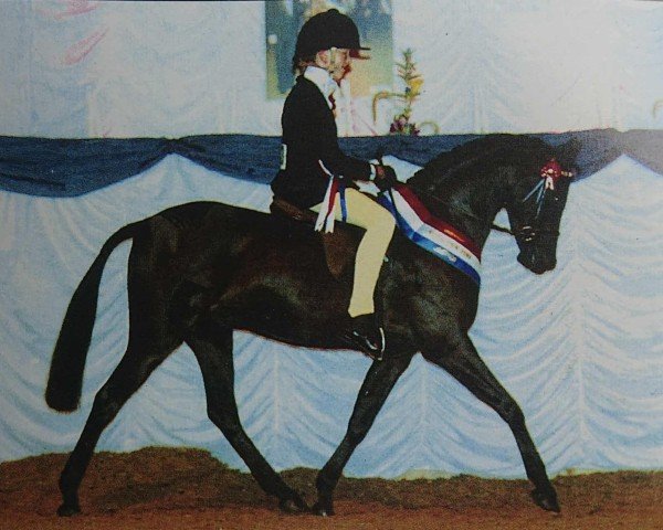 horse Chaseford Charmer (British Riding Pony, 1999, from Chinook Matador)