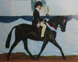 horse Chaseford Charmer (British Riding Pony, 1999, from Chinook Matador)