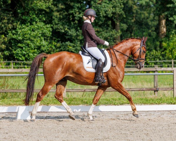 dressage horse Nuance d' Amour H (Hanoverian, 2019, from Nechristo)