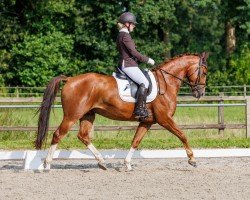 jumper Nuance d' Amour H (Hanoverian, 2019, from Nechristo)