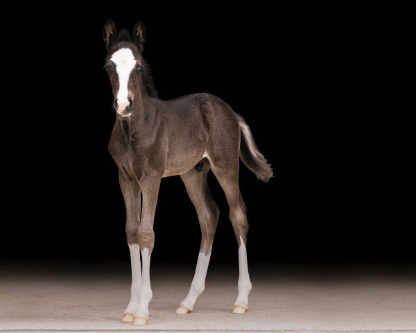 foal by Neverland´s Sunnyboy (German Riding Pony, 2024, from Neverland WE)