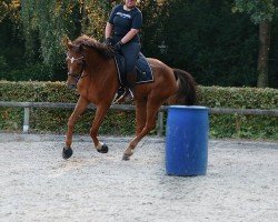 jumper Pelayo van het Lindenhof Z (Belgian Warmblood, 2019, from Pegase van 't Ruytershof)