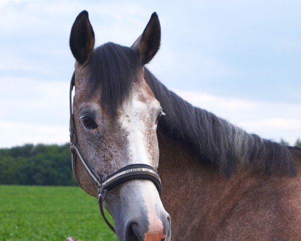 Springpferd La Emma (Deutsches Reitpferd, 2017, von Lagavulin)