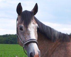 Springpferd La Emma (Deutsches Sportpferd, 2017, von Lagavulin)