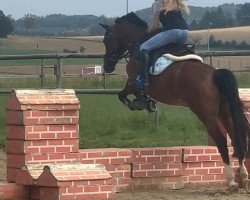 dressage horse Dreamdancer (German Riding Pony, 2006, from Don't Forget)