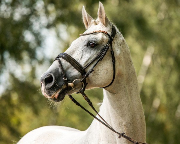 stallion Casino Royal 17 (Holsteiner, 2006, from Caretino)