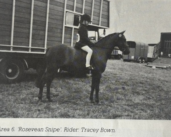 horse Rosevean Snipe (British Riding Pony, 1974, from Bwlch Hill Wind)