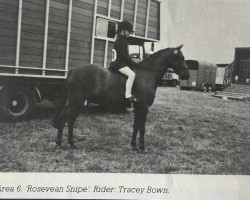 Pferd Rosevean Snipe (British Riding Pony, 1974, von Bwlch Hill Wind)