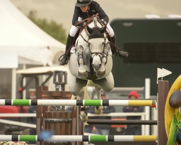 jumper Cornet (Oldenburg show jumper, 2014, from Cornet's Prinz)