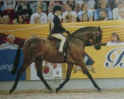 Pferd Broadgrove Chatterbox (British Riding Pony, 2000, von Cusop Dimension)