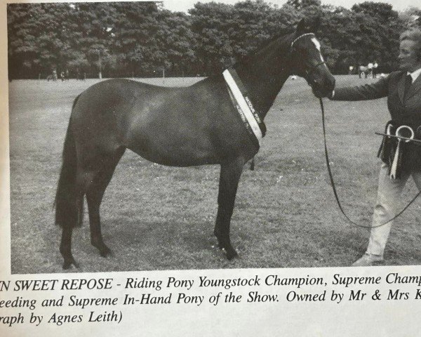 Zuchtstute Rosslyn Sweet Repose (British Riding Pony, 1989, von Oakley Roaming Free)