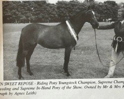 Zuchtstute Rosslyn Sweet Repose (British Riding Pony, 1989, von Oakley Roaming Free)