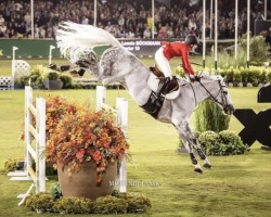 jumper Carter 10 (Oldenburg show jumper, 2013, from Christian 25)