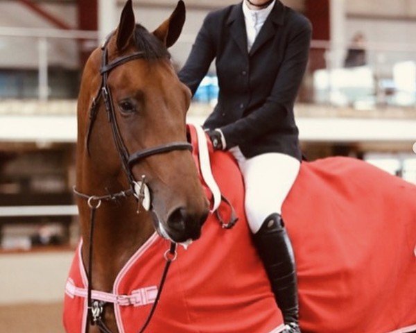 jumper Diamant D (Irish Sport Horse, 2017)