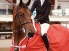 jumper Diamant D (Irish Sport Horse, 2017)