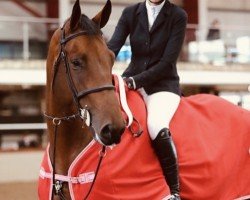 Springpferd Diamant D (Irish Sport Horse, 2017)