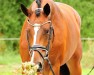 stallion Hatton Cross AS (Trakehner, 2018, from Rheinklang)