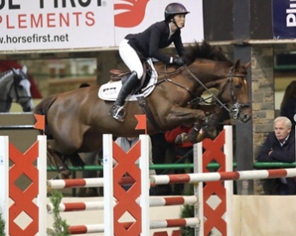 jumper Bella M (Irish Sport Horse, 2013, from Luidam)