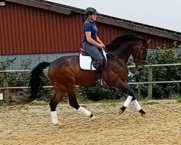 broodmare Severa TS (Westphalian, 2019, from Secret)