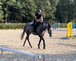 jumper Freda (Hanoverian, 2020, from Crack)