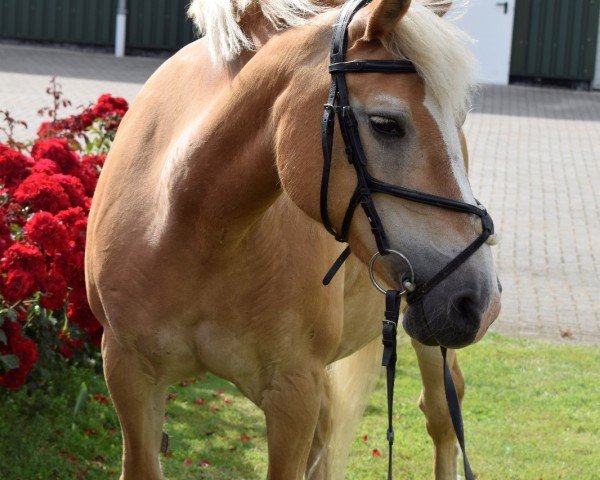 horse Dorena (Haflinger, 1997, from Sturm)