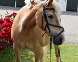 horse Dorena (Haflinger, 1997, from Sturm)