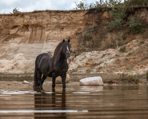 stallion Branco (Welsh mountain pony (SEK.A), 2003, from Coelenhage's Juggler)