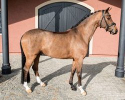 Springpferd Lou (Belgisches Warmblut, 2011, von Quaterback)