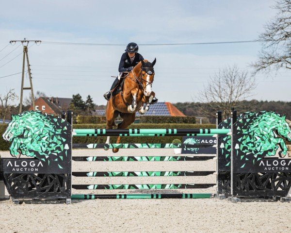 jumper Sir Dalton (Hungarian Warmblood, 2017, from Mylord Carthago)