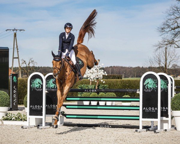 Springpferd Jerkhan de Talma (Selle Français, 2019, von Conthargos)