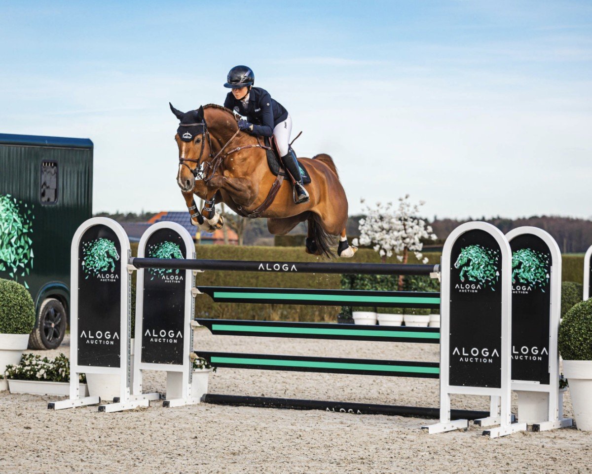 Springpferd Diamond (Dänisches Warmblut, 2017, von Grim St Clair)