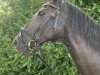 broodmare Gina W (German Sport Horse, 2005, from Liberty Son)