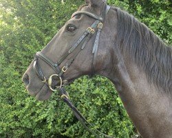 broodmare Gina W (German Sport Horse, 2005, from Liberty Son)