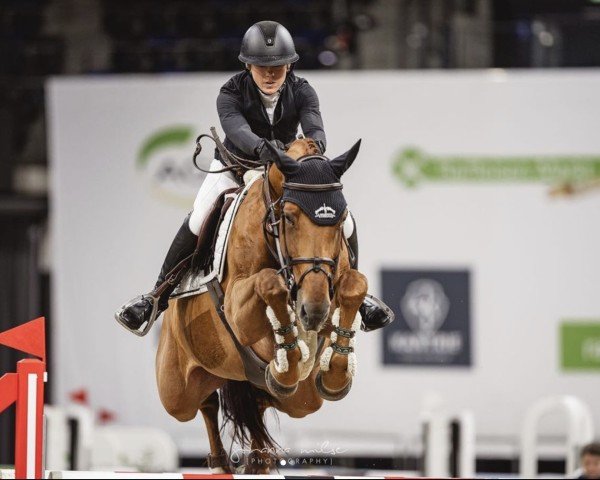 Springpferd Quitta D Houtem (Belgisches Warmblut, 2016, von Diamant de Semilly)